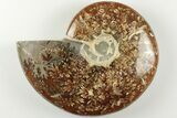 4.6" Polished Ammonite Fossil - Madagascar - #199184-1